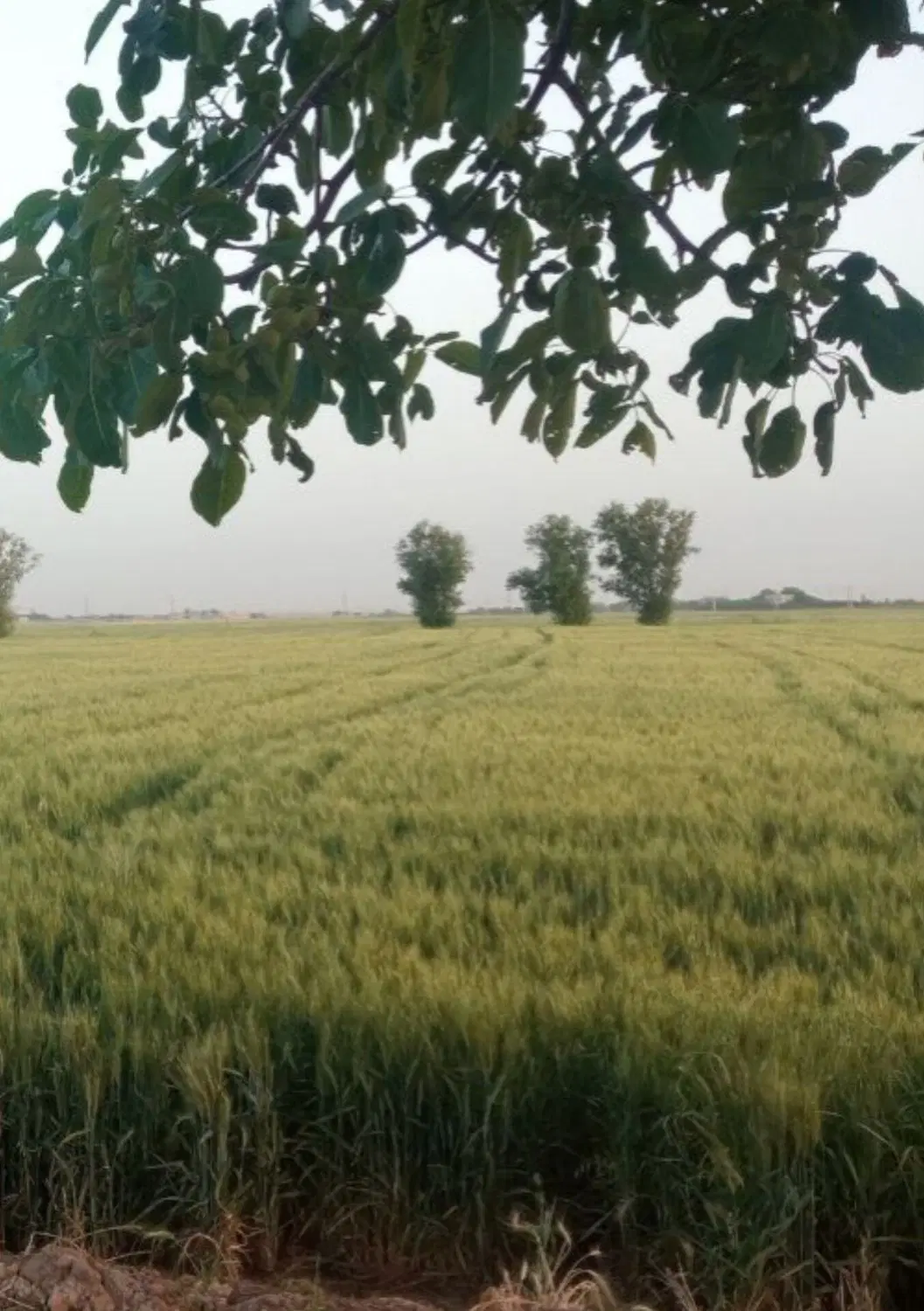 فرصت استثنایی برای خرید زمین کشاورزی