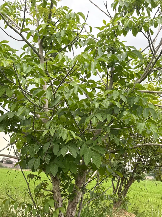 زمین زراعی