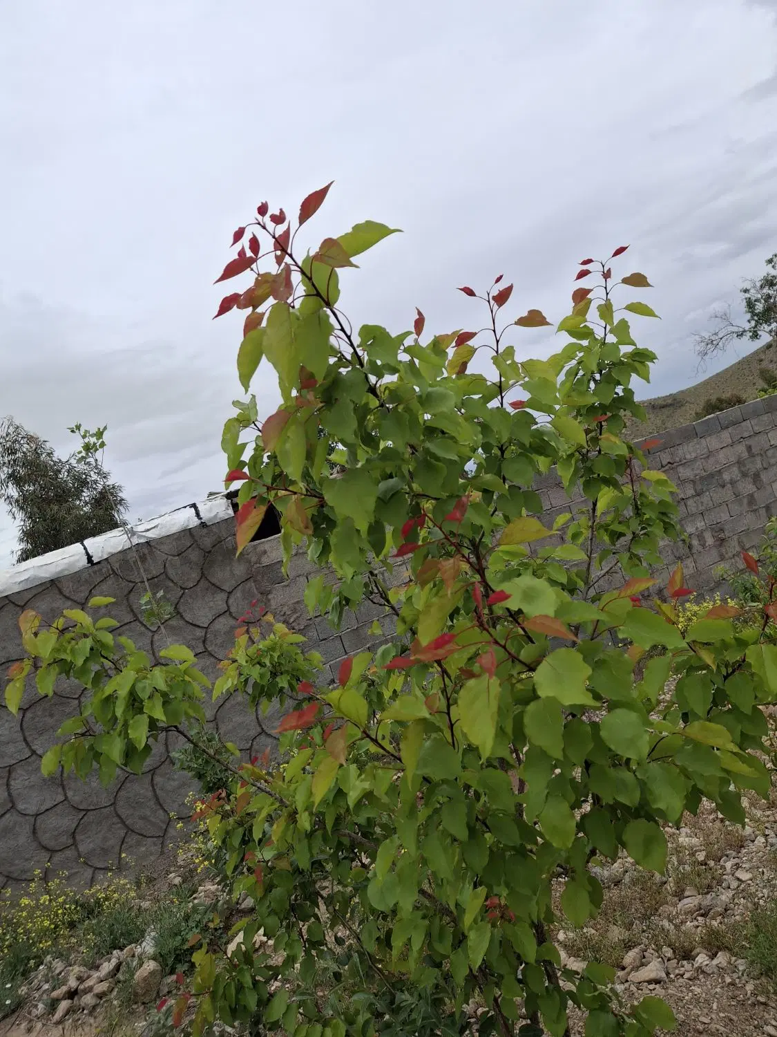 زمین مسکونی سندتک برگ
