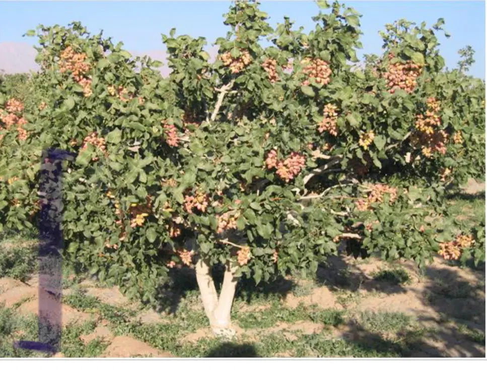 زمین پسته