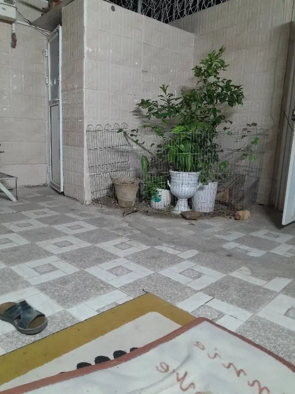 گل افشان.کوچه حجت