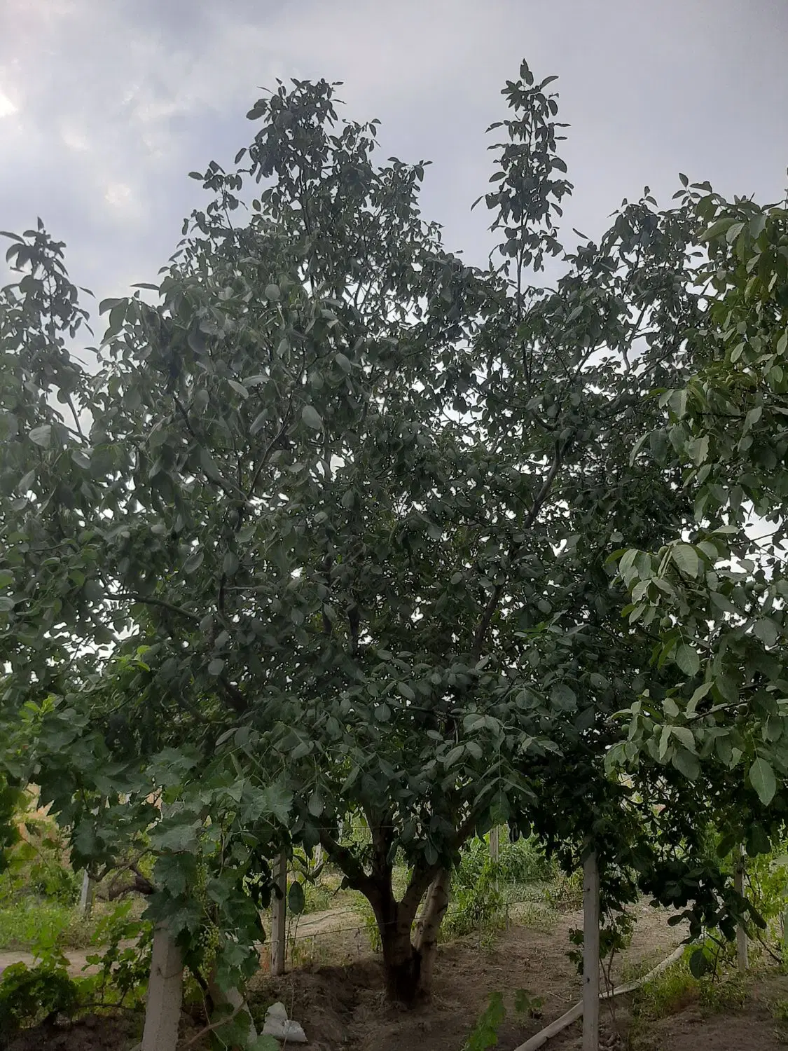 اجاره گردو