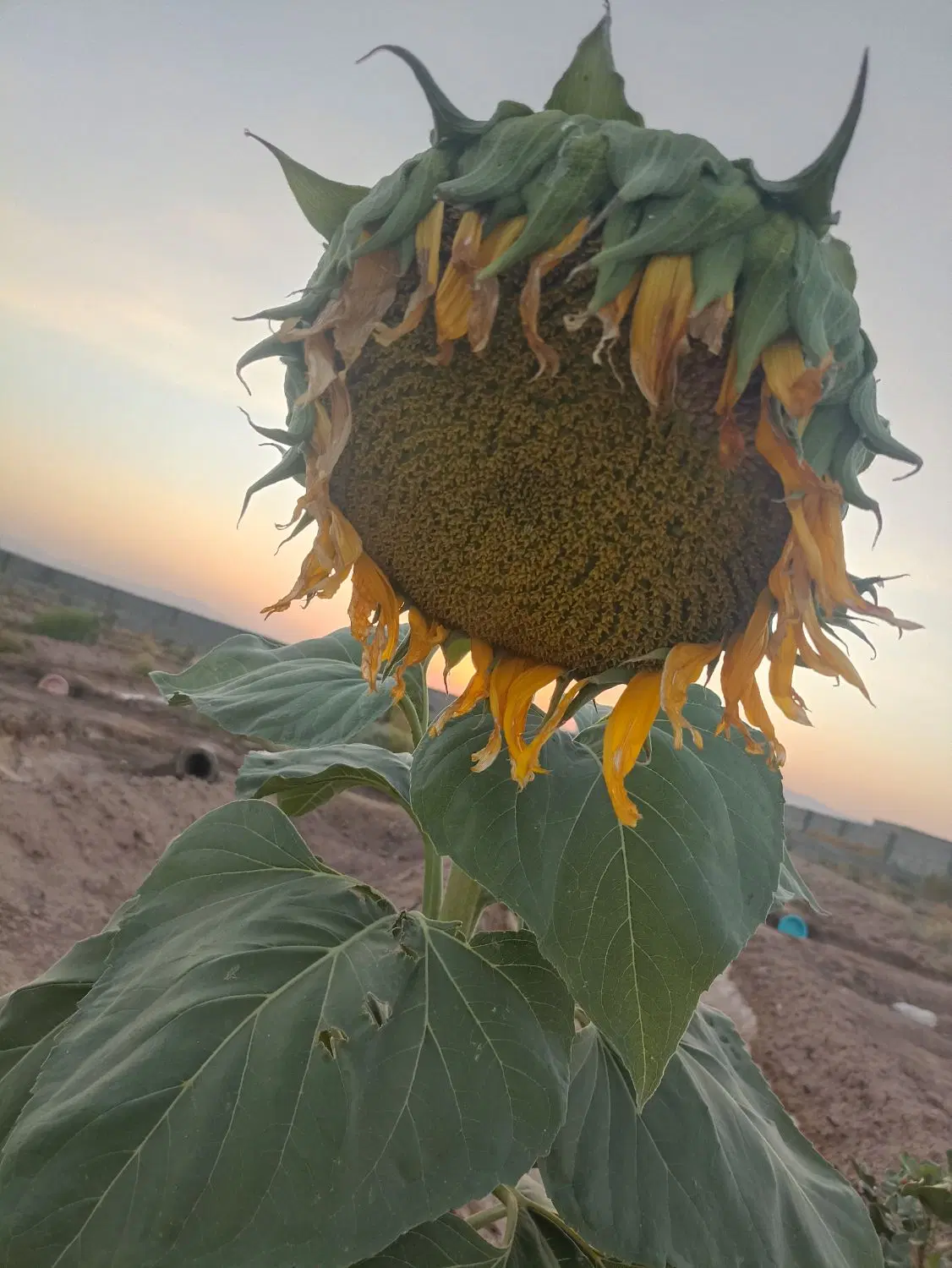 باغ