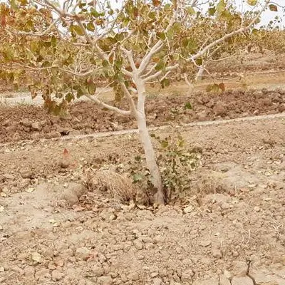 خانه باغ روستای دارستان