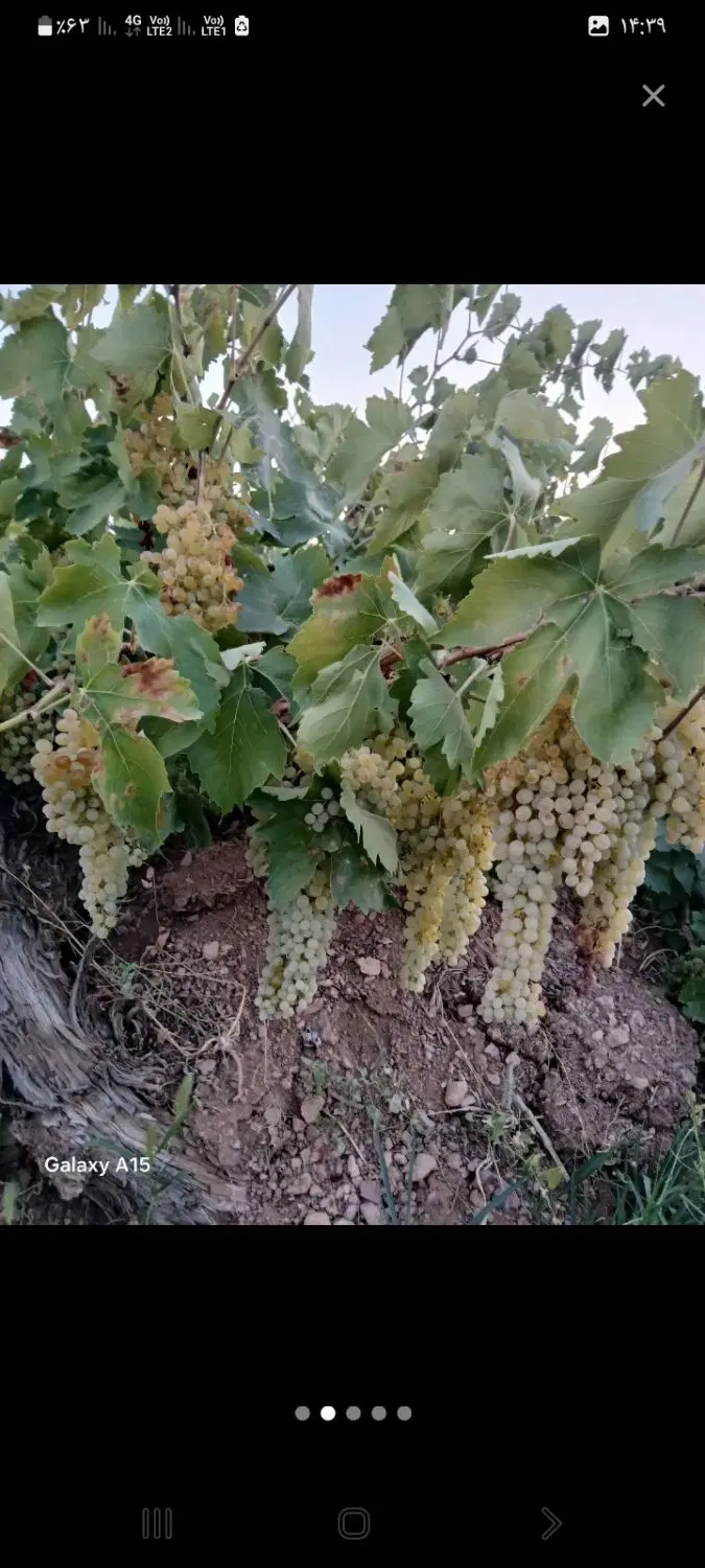 باغ انگور  اجاره داده میشود