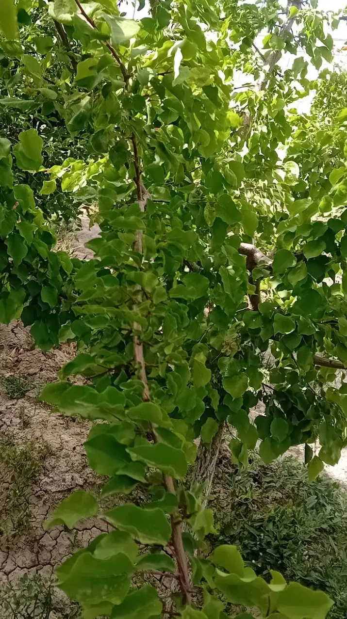 باغ دوساله رازان ۵۵۰ متر