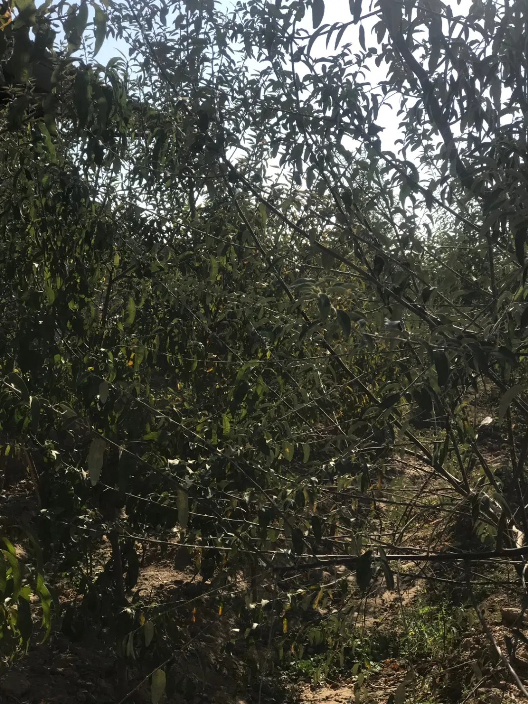 چهار دیواری با استخر نانو مجوز برق درختان چند ساله