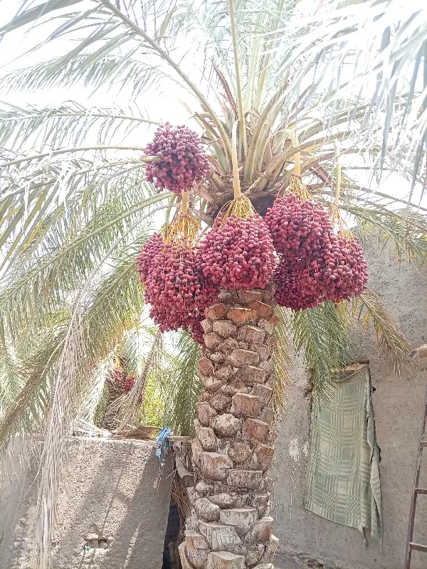 ده عدد درخت خرما اجاره میدم