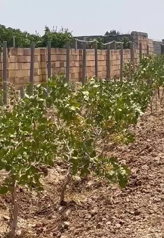باغ پسته دیزج