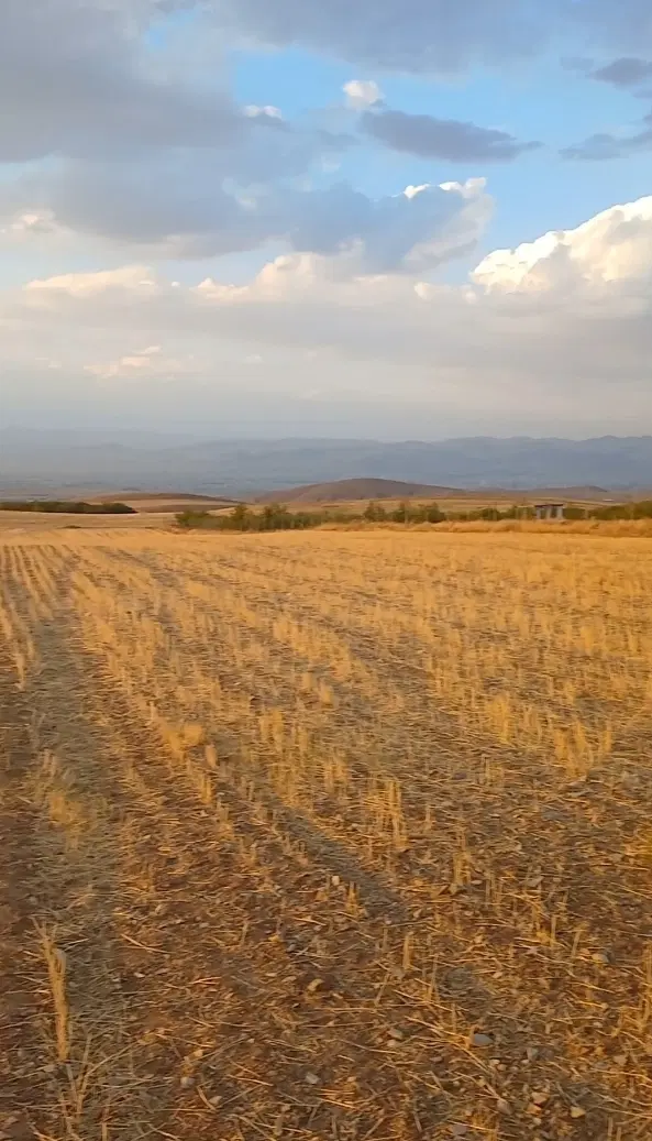 زمین دیمی ۱۷۰۰متر دیزج بالا