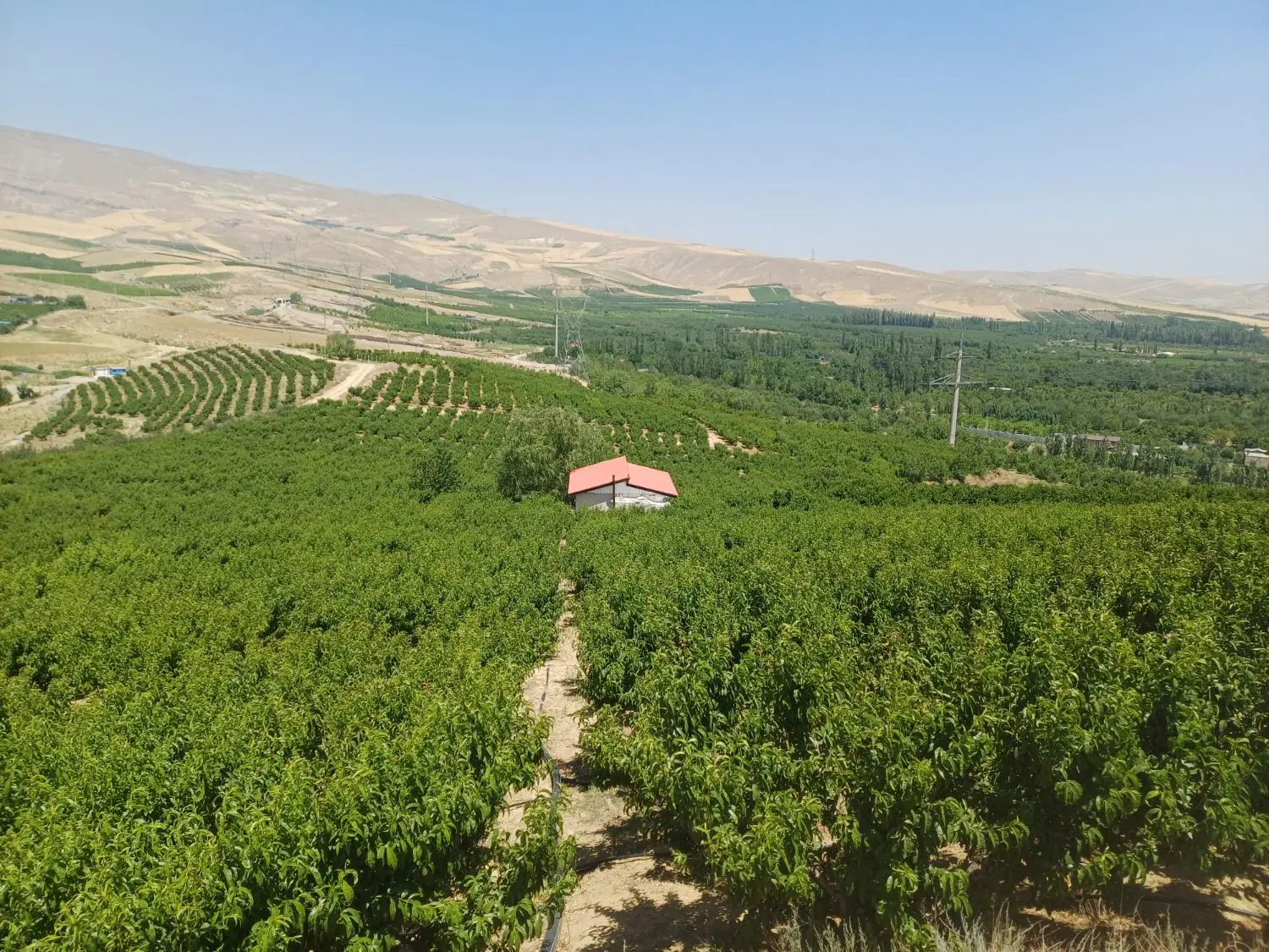 شلیل مغان اجاره