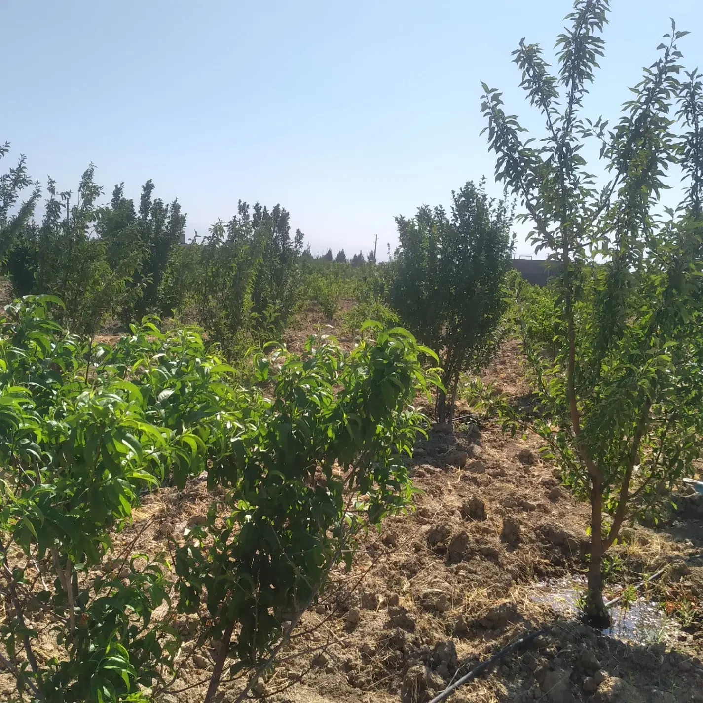 فروش باغ و باغچه ۵۰۰ متری در سهیلیه + نگهبانی