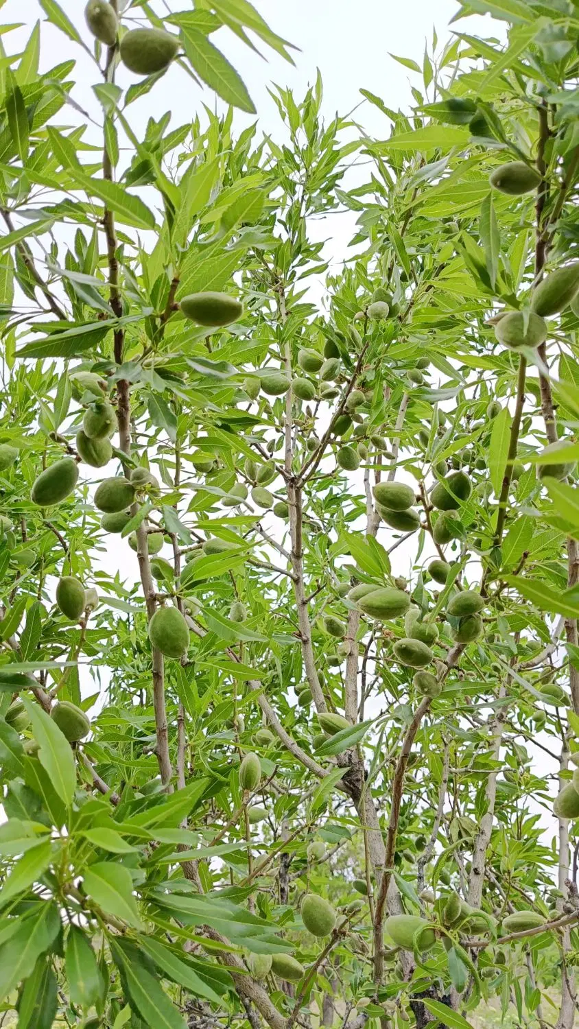باغ سند دار مناسب سرمایه گذاری