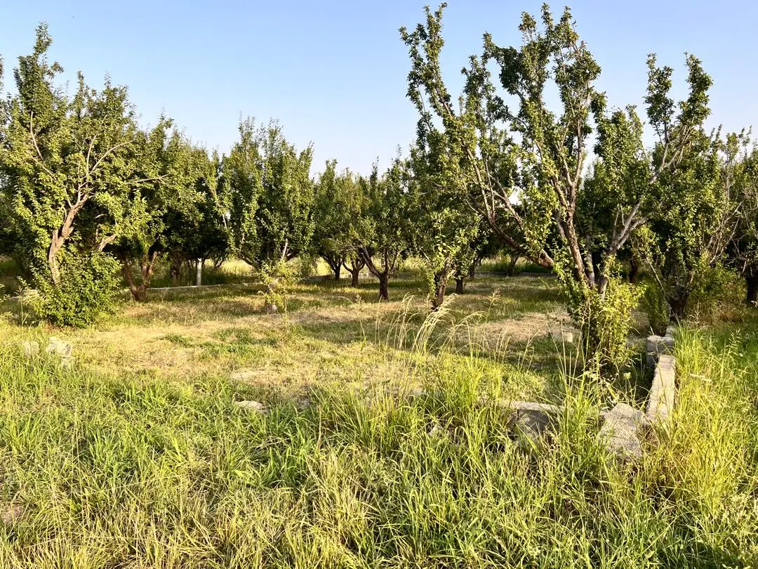 باغچه واقع در خوشنام