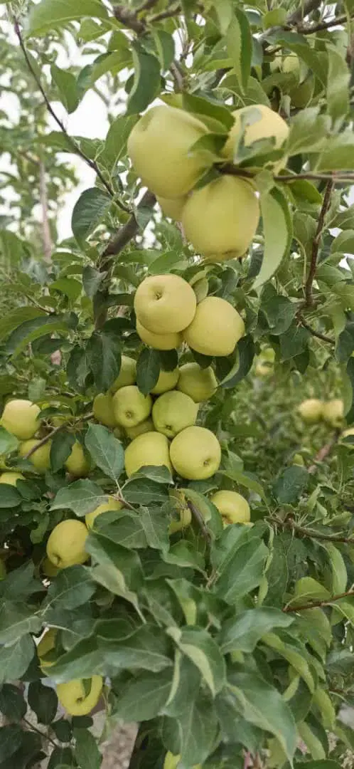 فروش باغ ویلا در گیلاوند