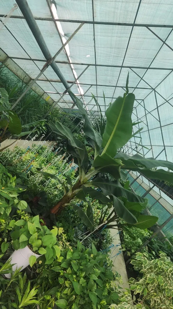 زمین سند دار۱۳۰۰مترباگلخانه و ویلا