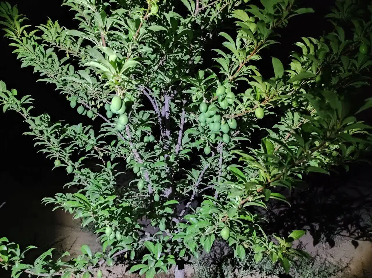 زمین باغی با مجوز ساخت بنا تغییر کاربری