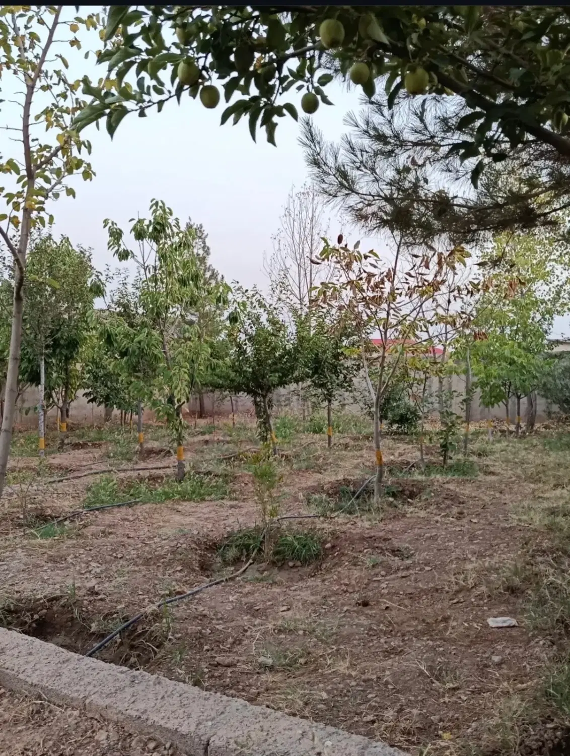 زمین چهاردیواری با راه آسفالت