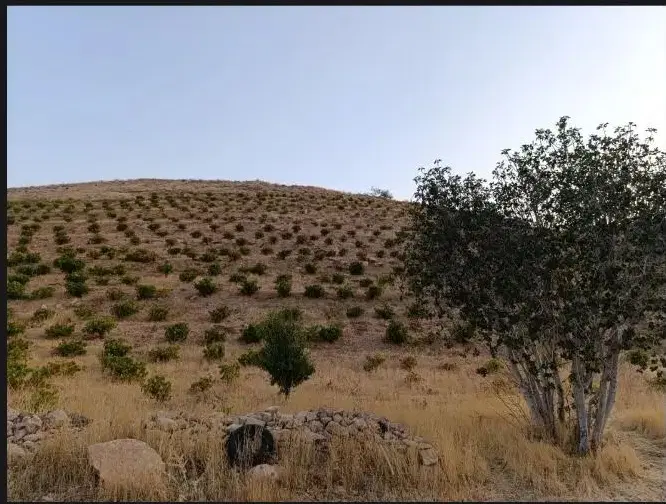 فروش یا معاوضه باغ ثمری انگوری