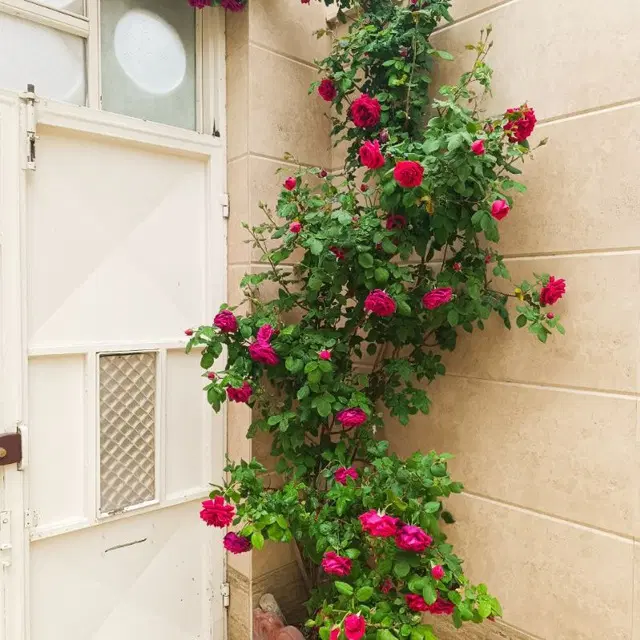اجاره خانه شهرک گلستان