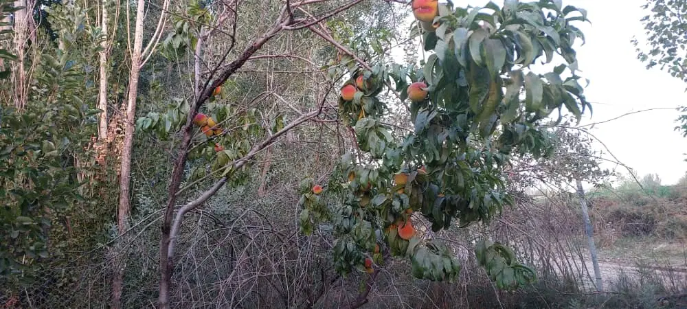 باع ۱۰۰۰ متری بروجرد روستای بندیزه