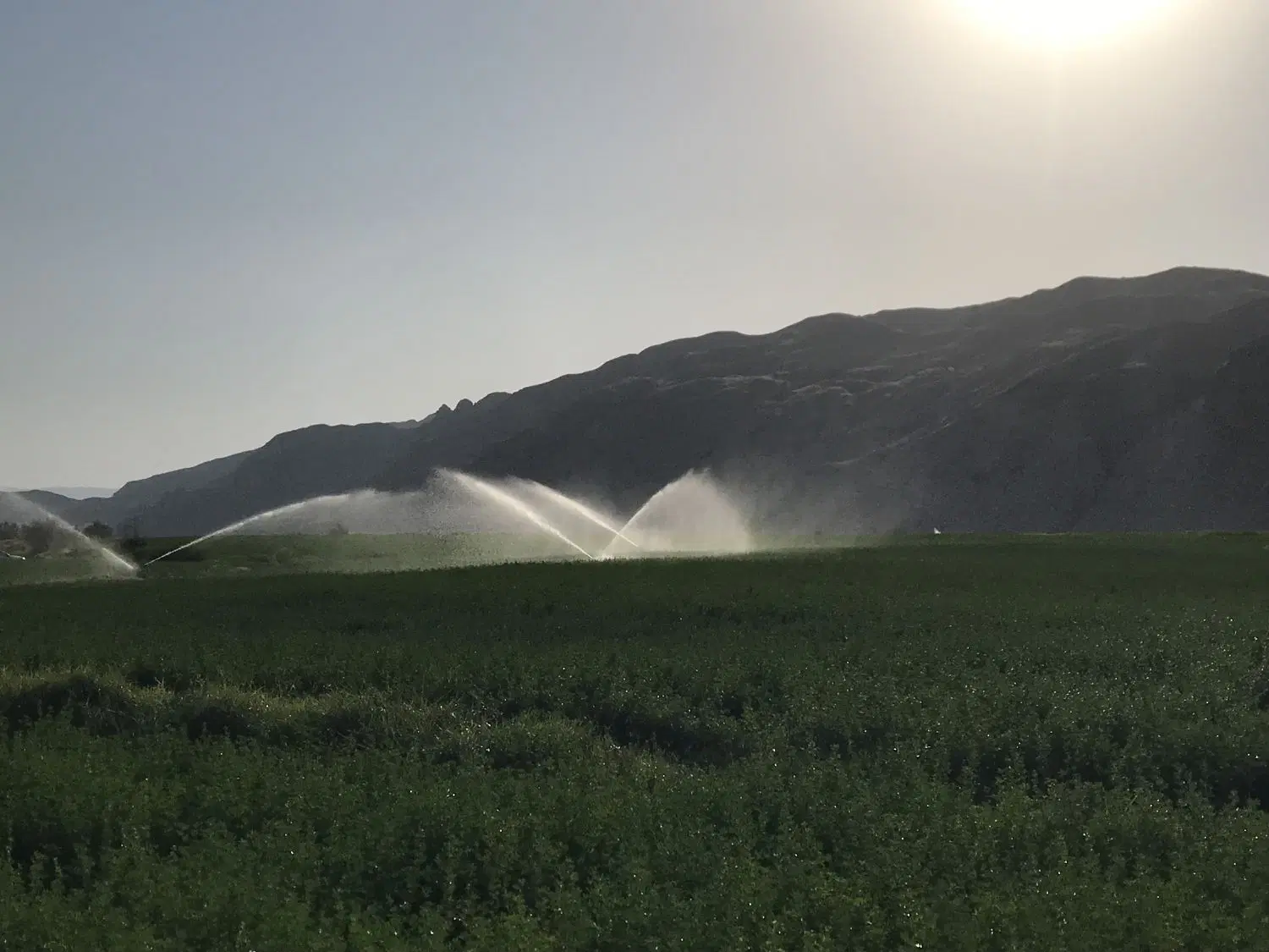 فروش زمین کشاورزی روستای خیراباد اب داعم۲۴ساعته