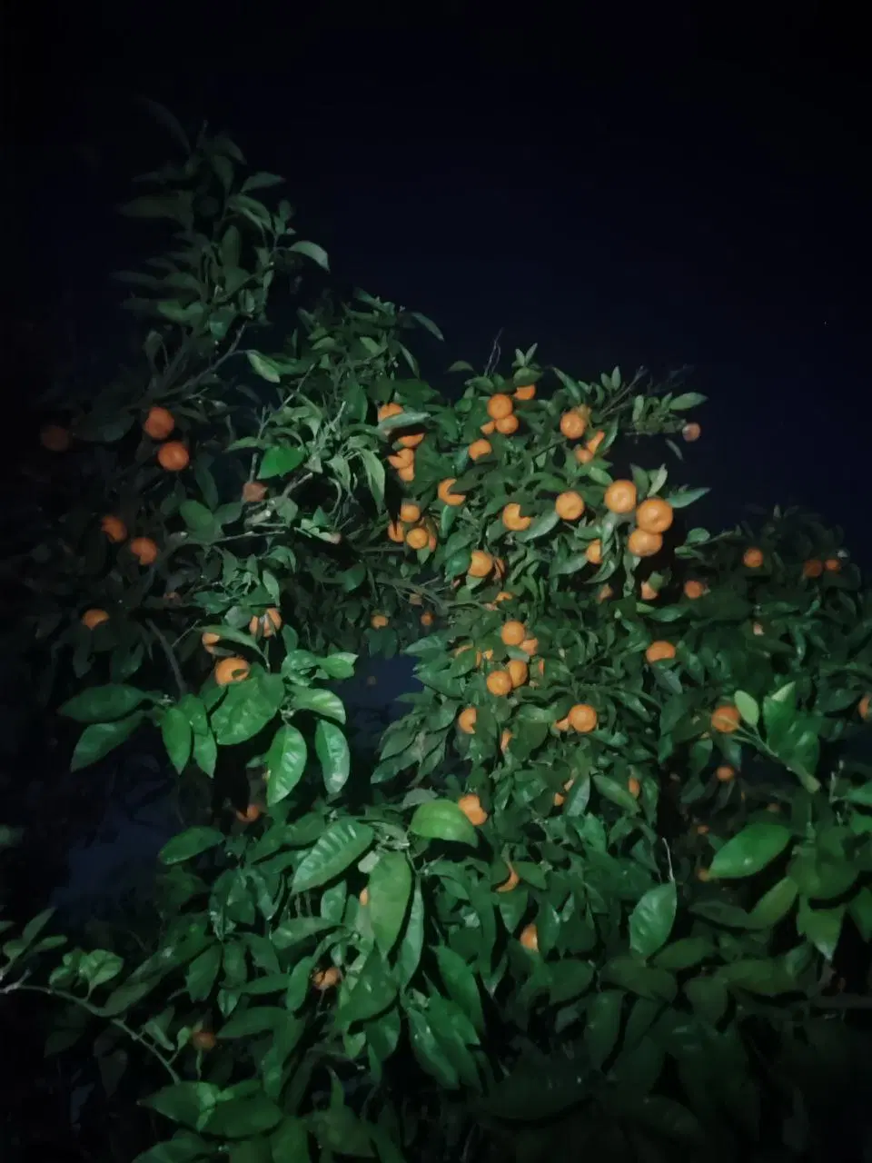 فروش باغ باچهاردیواری اختصاصی خوش قواره