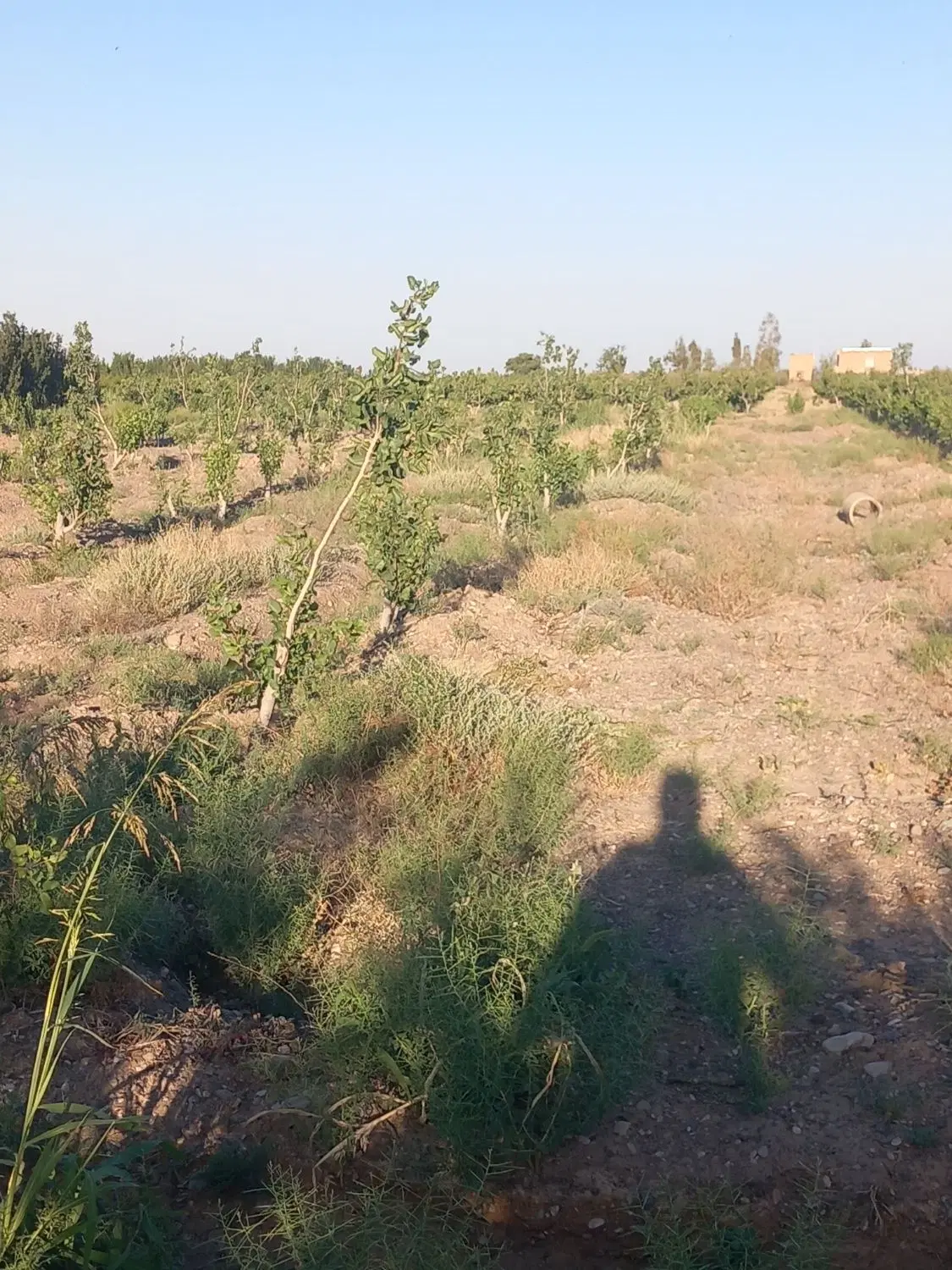باغ فروشی با 5 ساعت موتور پروانه دار