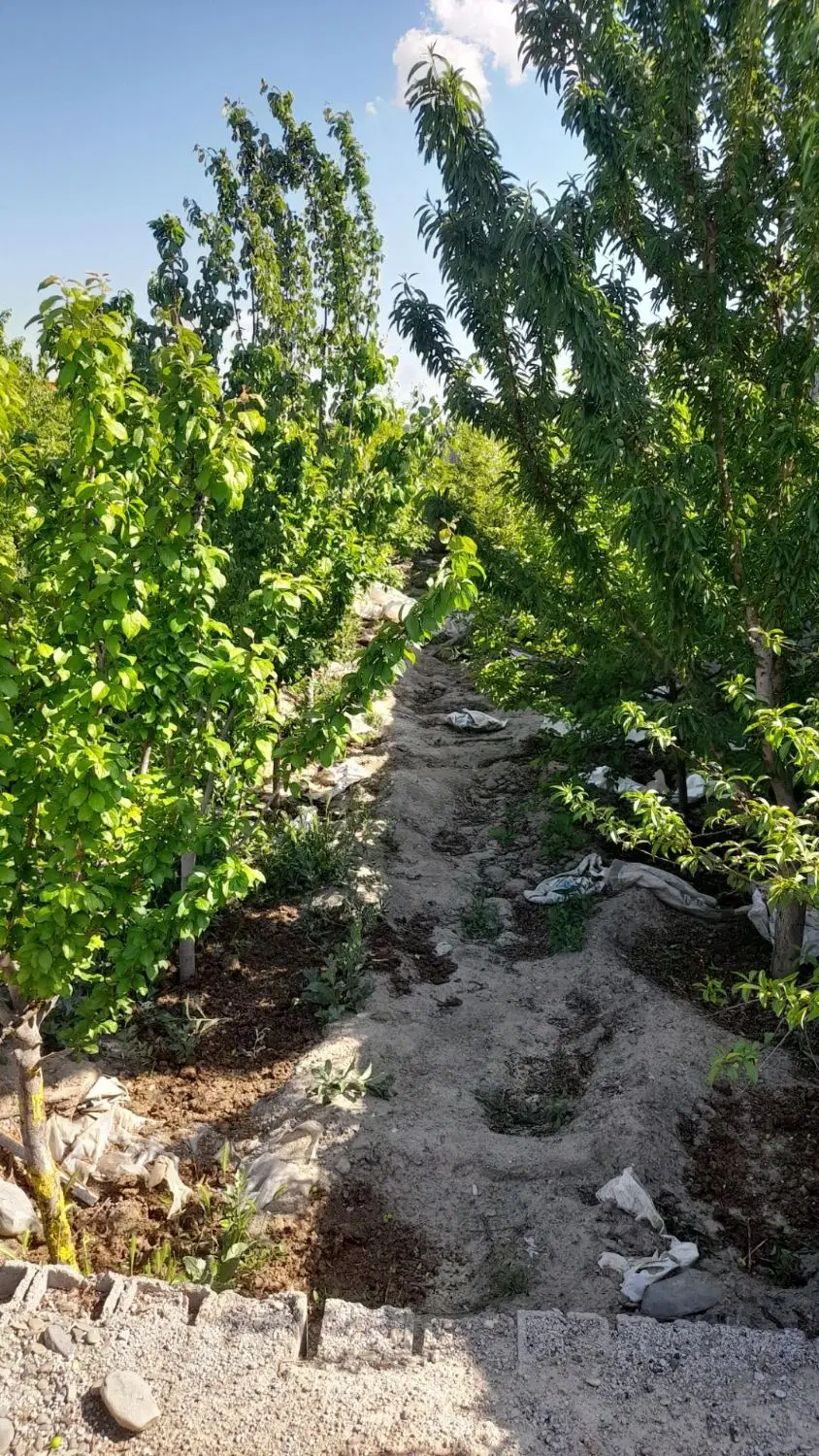 باغ ۵۰۰متری دور دیوار جاده قدیم روستای خانسعادت