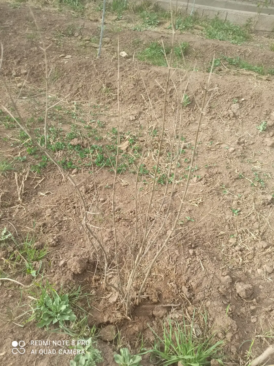 زمین زراعی مخصوص باغ