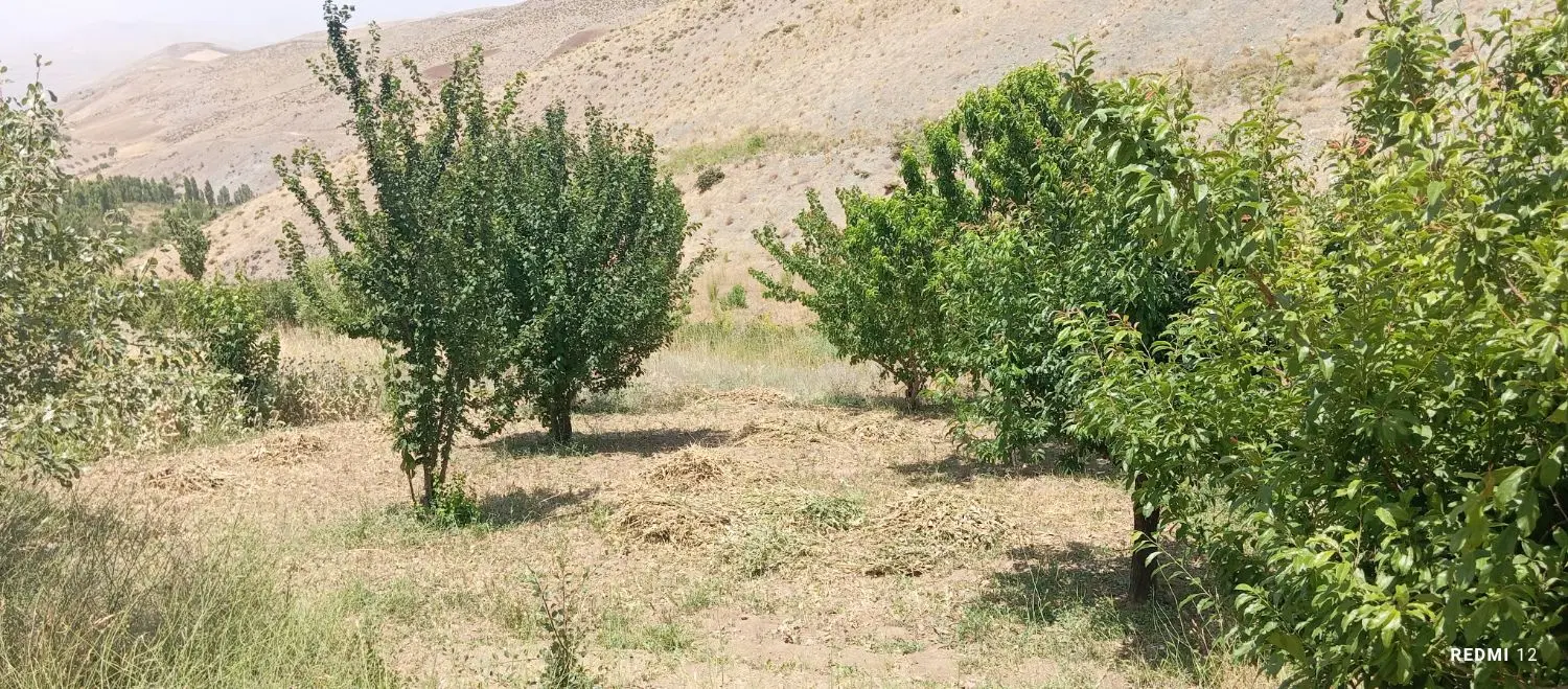 زمین کشاورزی