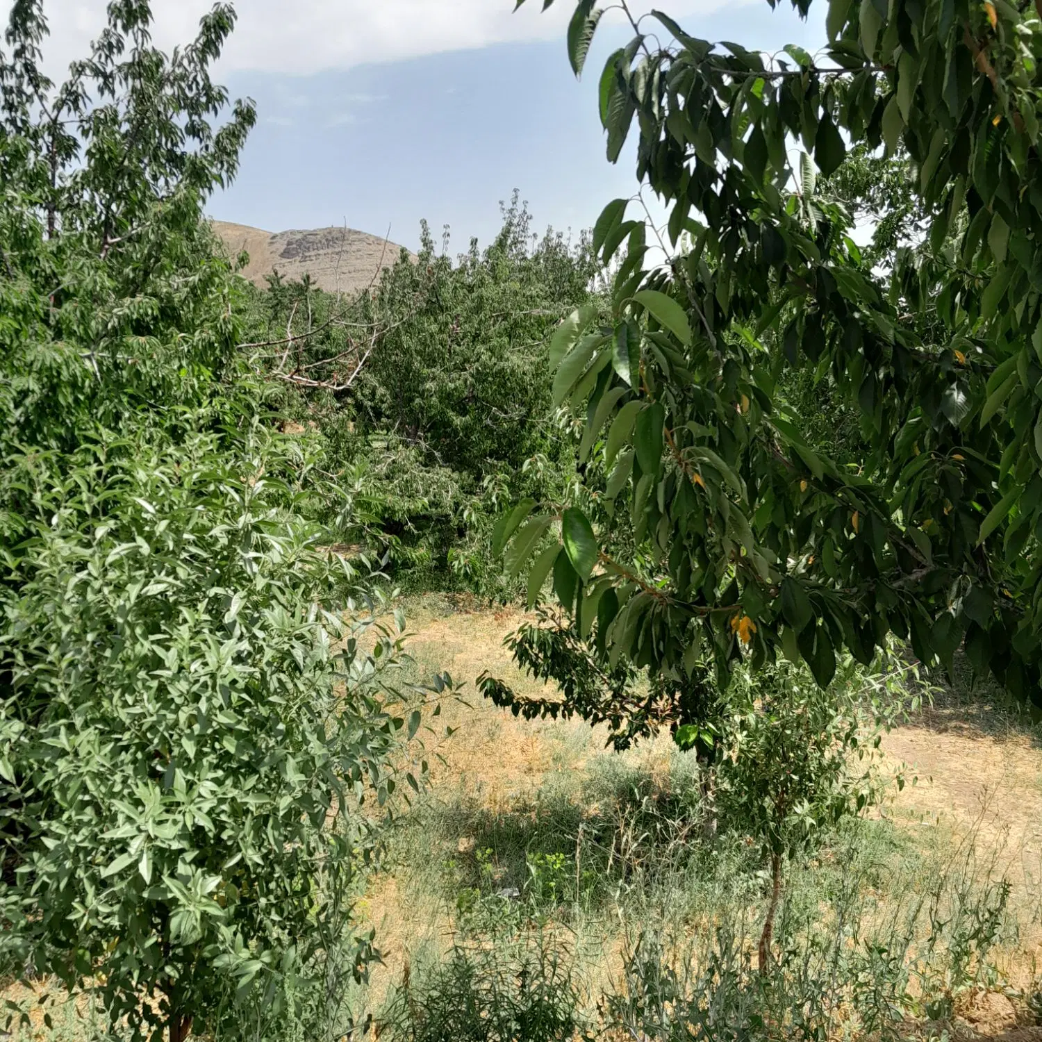 یک قطعه زمین کشاورزی