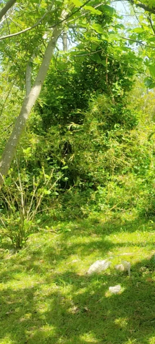 زمین مسکونی به همراباغ