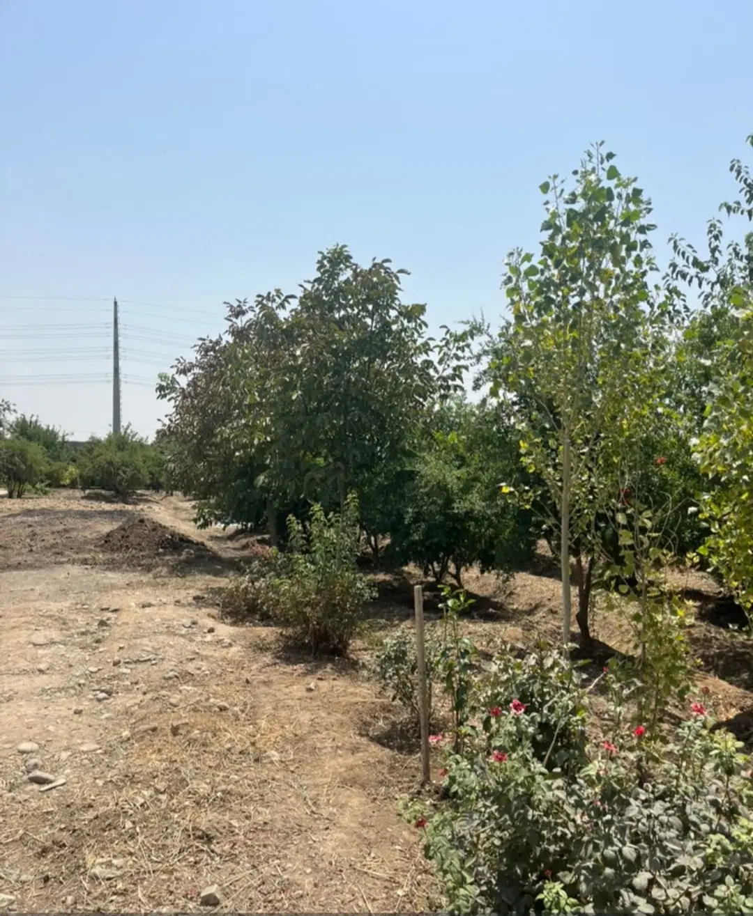 باغ باغچه سند تک برگ ۳۰۰ متری شهرکی