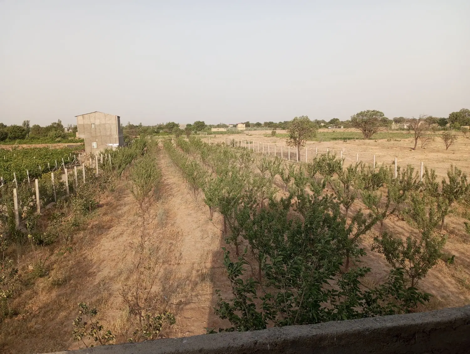 باغ بادام ۲۲۰۰متری در تاکستان