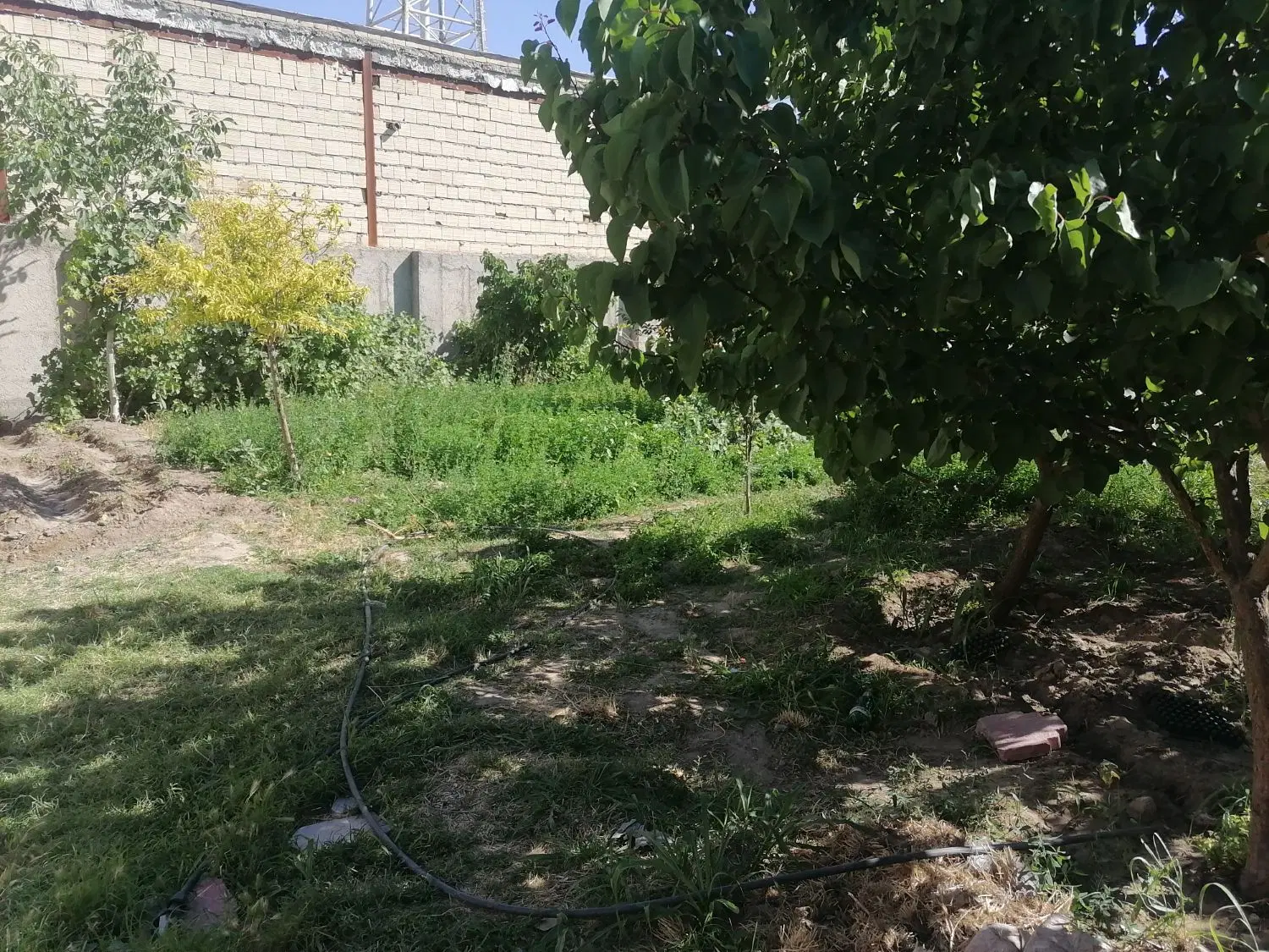 باغچه