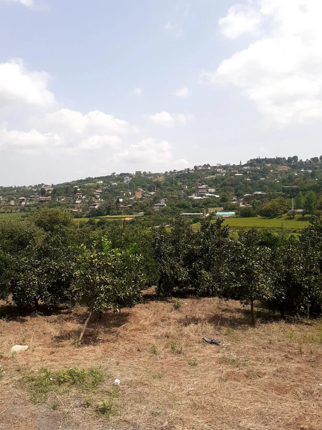 فروش زمین باغی مرکبات