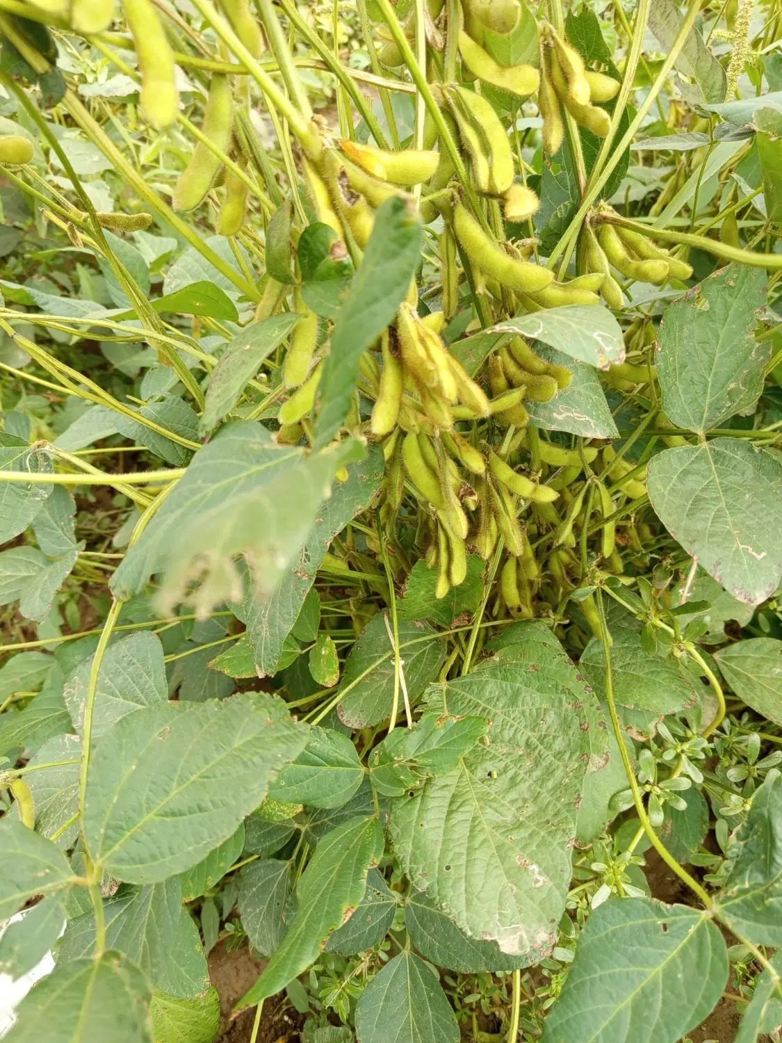 اجاره‌مزرعه‌اسماعیل‌کندی