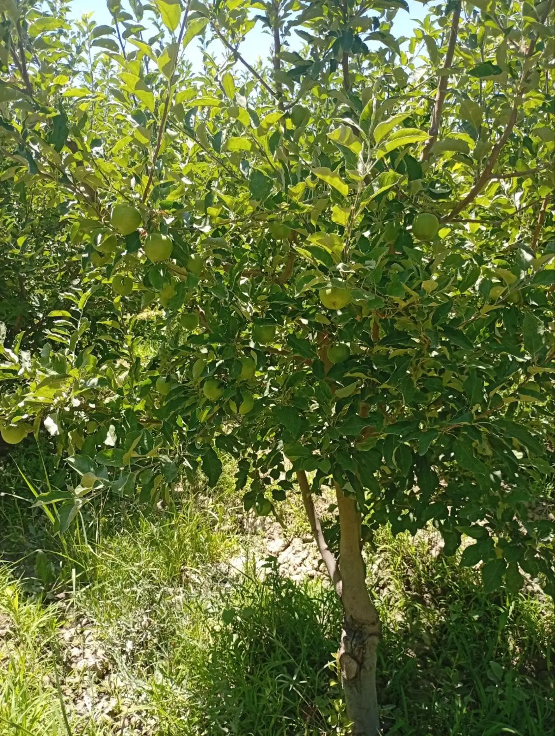 باغچه ۱۵۰۰متری ۱۰ساله