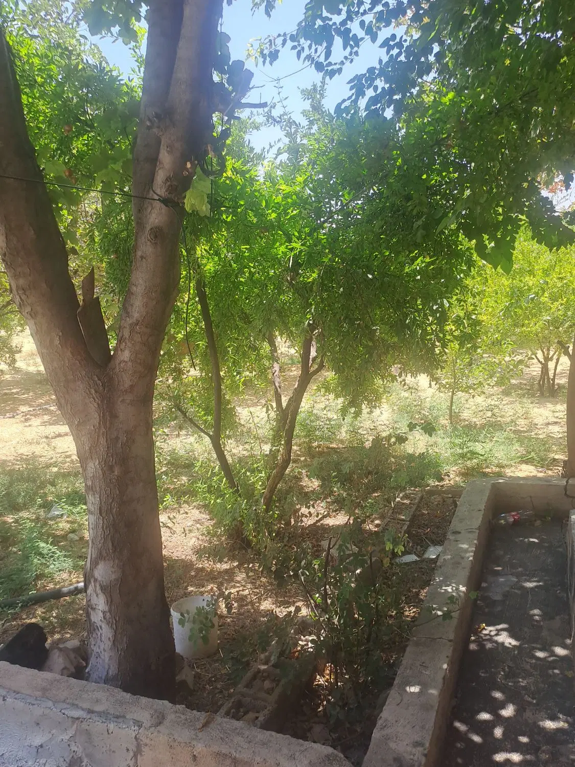 فروش خونه باغ ۳۰۰۰ متری مرکز شهر