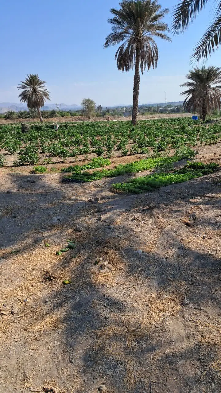 زمین باغی