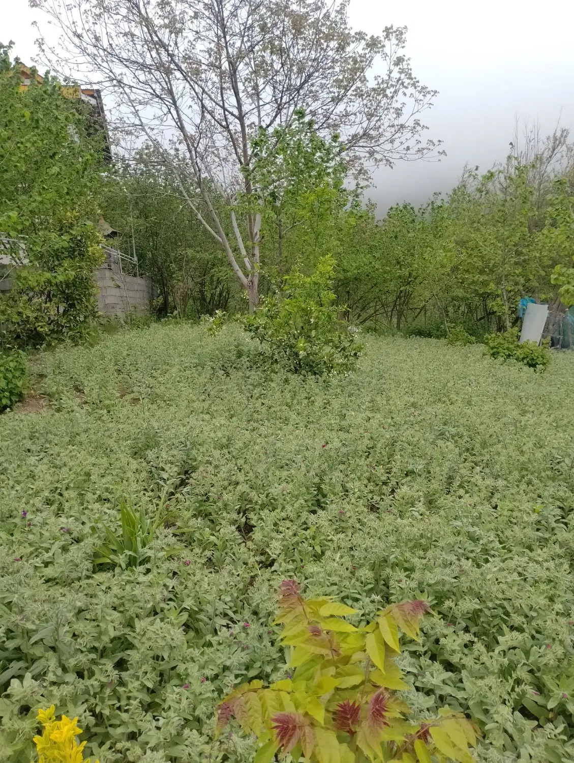 یک پلاک زمین 342متری بفروش میرسد