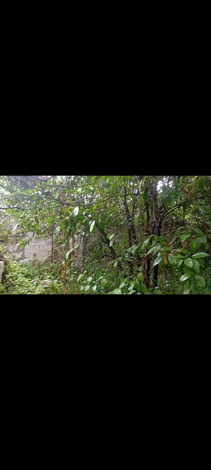 زمین به متراژ ۲۴۰ متر