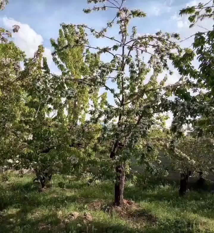 باغ گیلاس سکنج