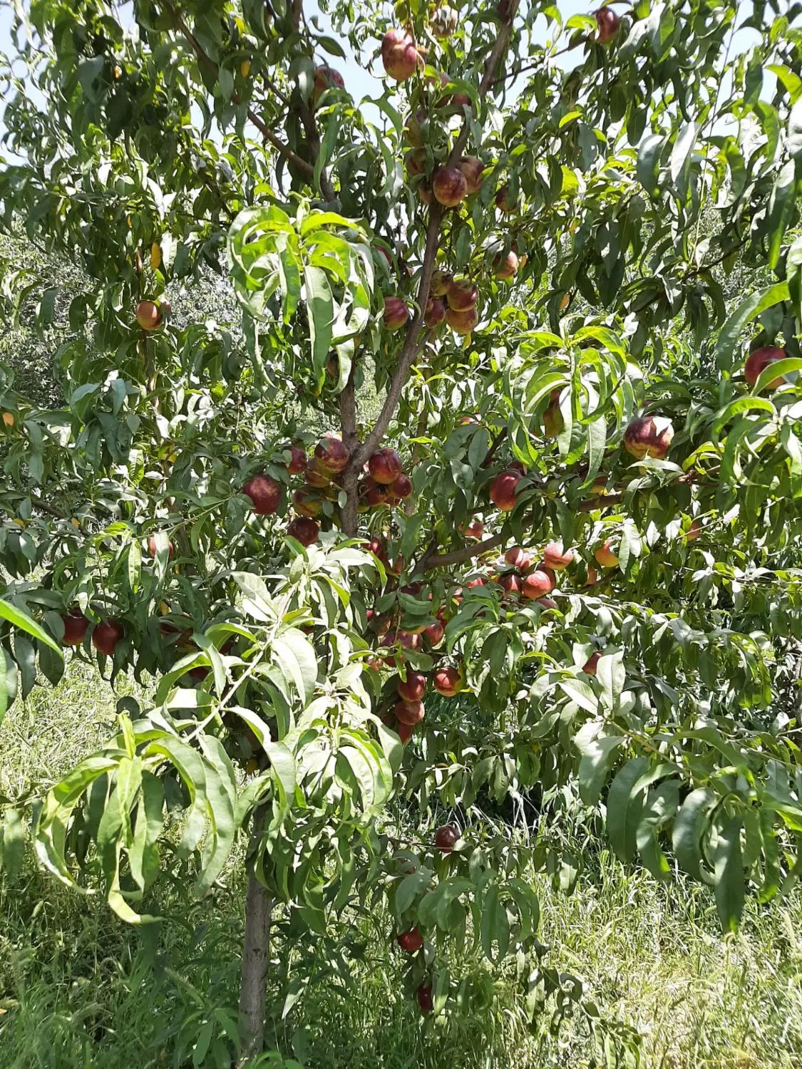 فروش باغ