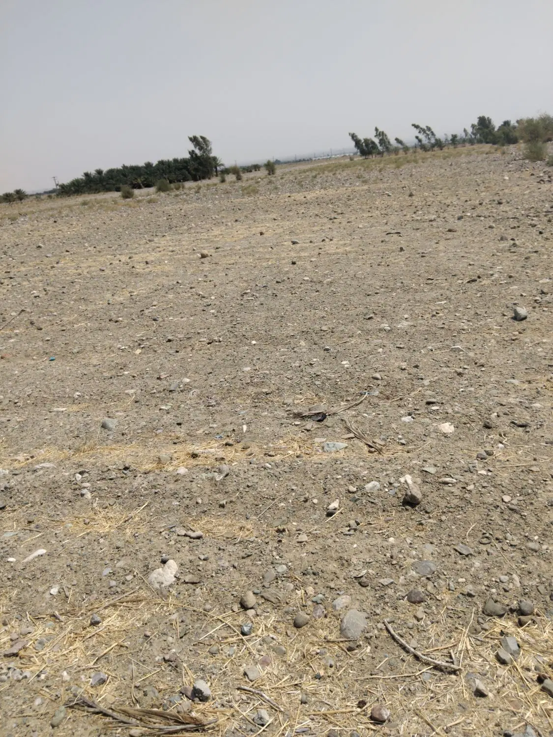 اجاره زمین کشاورزی