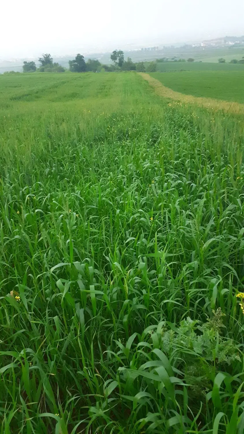 زمین کشاورزی بین روستای نامن و شموشک
