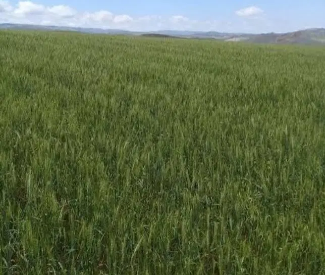 فروش زمین زراعی