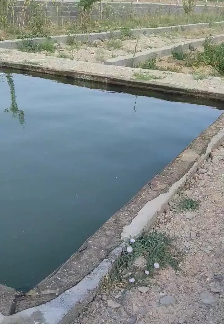 ویلا درخت باغ