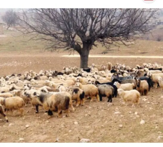 طویله باغ
